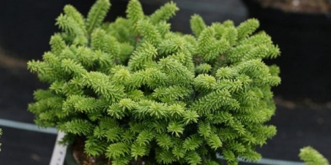 Kućna jela u saksiji: kako se brinuti